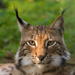 Bild eines Luchses um den Namen des Webbrowsers "Lynx" darzustellen.